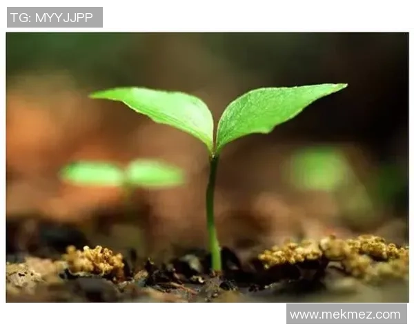 足球团扇仙人掌的奇妙旅程与多彩生活探秘